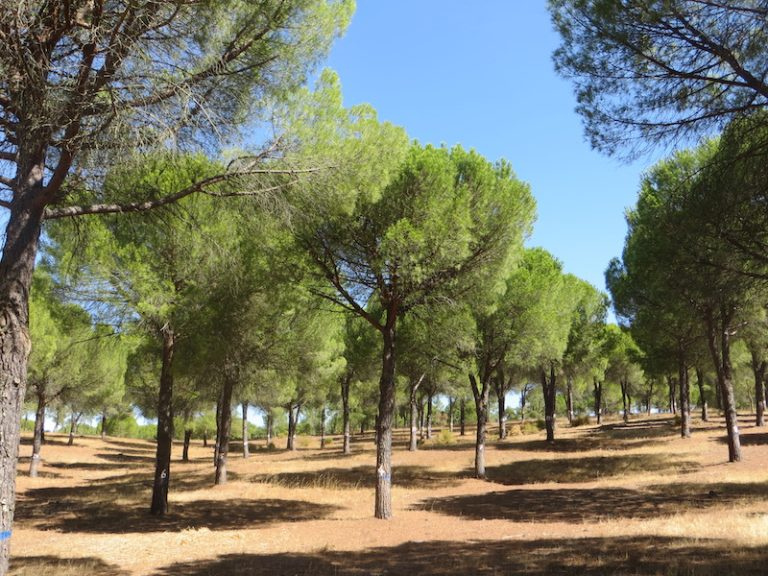 O Congresso Internacional Pinea Spot vai reunir durante três dias os membros da comunidade científica, técnicos, gestores e produtores florestais para uma partilha de conhecimento sobre esta emblemática espécie mediterrânica de elevado valor económico e vasta sensibilidade às alterações climáticas.

O pinheiro-manso é uma espécie distribuída na zona norte e oriental do Mediterrâneo, de Portugal à Síria e também ao longo de algumas áreas costeiras do Mar Negro. O seu grande valor económico reside na sua semente - o pinhão, produto de elevado valor nutritivo e organolético. No entanto, as florestas de pinheiro-manso são sistemas multifuncionais com importantes funções ambientais (combate à desertificação e promoção da biodiversidade), de produção lenhosa (madeira e biomassa para energia) e não lenhosa (pastagens, resina e casca). Devido à sua importância económica, novas plantações têm surgido na América do Sul, nomeadamente no Chile e na Nova Zelândia.

Em Portugal, embora represente apenas 6% da floresta portuguesa, entre 2005 e 2015 a sua área aumentou 20,7mil hectares, tendo sido a espécie que registou maior aumento a seguir ao eucalipto.

A fileira do pinheiro-manso enfrenta novos e complexos desafios climáticos e económicos sendo este o momento certo para Congresso Pinea Spot, que surge sete anos depois do AGROPINE – 2nd International Meeting on Mediterranean Stone Pine for Agroforestry, que teve lugar em Oeiras e que contou com cerca de 100 participantes, entre investigadores, técnicos, gestores e produtores florestais.

Nestes sete anos foram desenvolvidos vários projetos a nível nacional e internacional sobre pinheiro-manso, tendo chegado a hora de discutir e refletir sobre os resultados obtidos, identificar lacunas no conhecimento e estabelecer novas prioridades na investigação e na gestão florestal. Compreender a vulnerabilidade destes sistemas florestais e os seus mecanismos de adaptação, dar a conhecer inovações na silvicultura e na gestão sustentável do pinheiro-manso, refletir sobre a evolução dos mercados e a valorização de outros produtos/serviços são alguns dos temas que serão abordados e discutidos neste congresso.

Mais informações em: https://pineaspot-congress2023.pt/

&nbsp;

Fonte: UNAC


	
