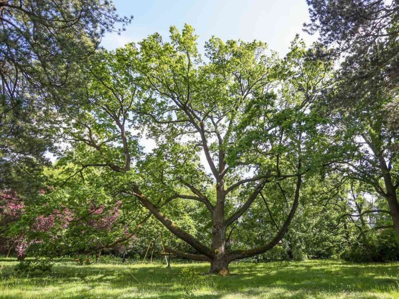 Depois de Portugal ter eleito o Eucalipto de Contige, na região de Satão, em Viseu, como seu representante no Tree of the year de 2023, é tempo de acompanhar a votação das 16 árvores presentes na edição deste ano que parece bastante interessante, pois ao fim de uma semana, a candidata da Polónia &nbsp;(na foto) já contabiliza mais de 20 mil votos!

Como é habitual, as candidatas apresentam as suas histórias no site do evento e o evoluir da votação pode ser acompanhada até à última semana, uma vez que entre 22 e 28 de fevereiro os votos são secretos e a contagem deixa de estar disponível na página web.

O conjunto de árvores a votação este ano é bastante diversificado, incluindo espécies florestais como o eucalipto, agroflorestais como a azinheira e diversos carvalhos, várias fruteiras e alguns exemplares ornamentais. As 16 candidatas são:


	


Colónia de Macieiras de Krolevtsi – Ucrânia

Carvalho Comum-Carvalho Dragão – Eslováquia

Eucalipto de Contige – Portugal

Carvalho Fabrykant – Polónia

Árvore da Borracha Gigante do Jardim Botanico de palermo – Itália

Plátano – Bulgária

Carvalho de Sēja – Letónia

Azinheira de São Roque – Espanha

Plátano «Ponte» - Hungria

Pereira de Klerken – Bélgica

Carvalho do Marquês – Paises Baixos

Carvalho do Campo Drežnica – República da Croácia

Pereira em Drásov – República Checa

Faia Roxa de Reigi – Estónia

Faia Chorosa de Monte Cassel – França

Teixo da Abadia de Waverly – Reino Unido.


	


Votação disponível em: &nbsp;https://www.treeoftheyear.org/pt/vote.


	


Fonte: UNAC