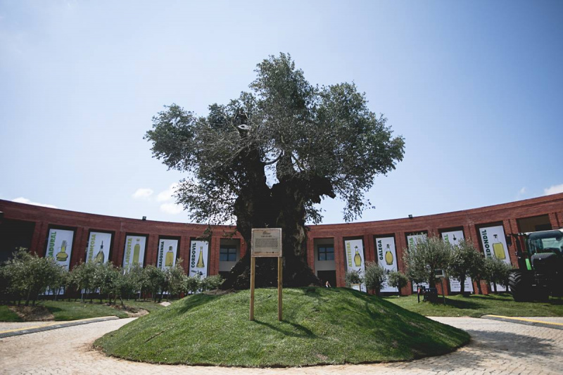 Ao longo do dia, os visitantes aproveitaram a oportunidade para conhecer as novidades do setor agrícola, degustar produtos de qualidade reconhecida e aprender sobre a temática central do certame, “Olival e Azeite”, entre outras atividades e iniciativas.

Todas as informações necessárias para visitar a Feira encontram-se disponíveis no website do certame e na respetiva APP.