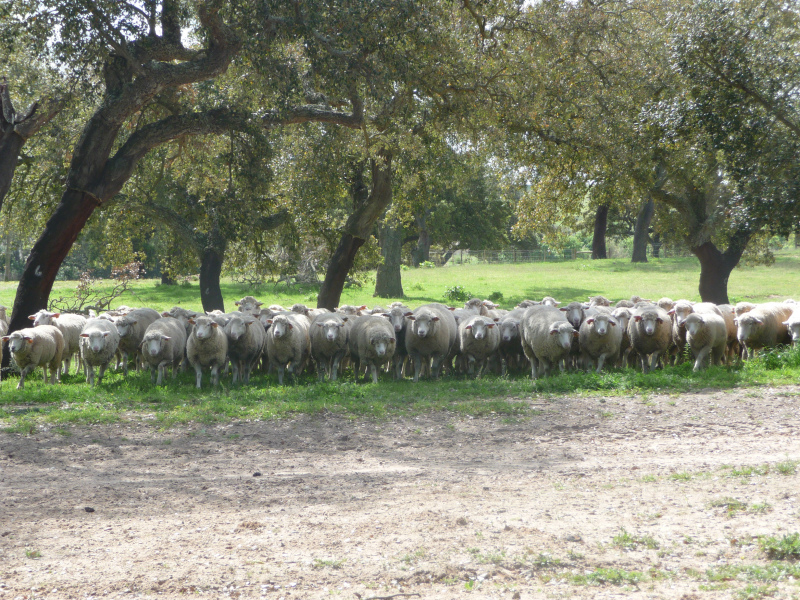 A gestão da plataforma Informática do Regime de Exercício da Atividade Pecuária (NREAP) está em processo de transição para o IFAP após anos de delegação em duas plataformas informáticas geridas pelas Direcções Regionais de Agricultura do Norte e do Centro.

Considerando que grande parte da instrução dos processos NREAP é efetuada pelos técnicos das associações de agricultores, importa regulamentar o acesso dos técnicos ao novo sistema.

Neste sentido, por forma a enquadrar e definir o serviço prestado pelos técnicos da CAP e das suas organizações aos produtores pecuários no âmbito do SI REAP (Sistema Informático do Regime de Exercício da Atividade Pecuária) a Confederação celebrou um protocolo com as entidades do Ministério da Agricultura diretamente envolvidas neste processo: &nbsp;DGADR, DGAV, IFAP e as Direções Regionais de Agricultura.

Assim, o objetivo deste protocolo consiste em regular a continuidade do apoio técnico prestado aos produtores nos pedidos de licenciamento/registo da atividade pecuária, incluindo o acesso das organizações de agricultores ao iDigital.

A CAP irá agora preparar um documento de trabalho, que enviará às suas Organizações, onde partilhará com detalhe esta nova possibilidade de prestação destes serviços, nomeadamente o protocolo a celebrar, os acessos à plataforma e a formação adequada.

Foto: Luis Banha
	
