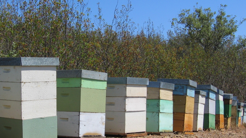 Produção de mel cai quase 80% desde 2018, conclui estudo da FNAP
