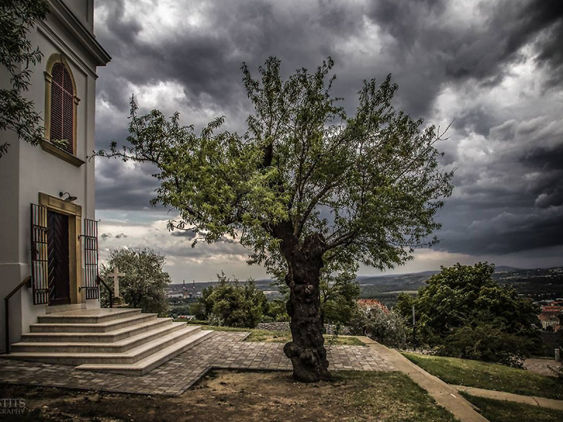 Portugal conquista 3ºlugar no “European Tree of the Year 2019”