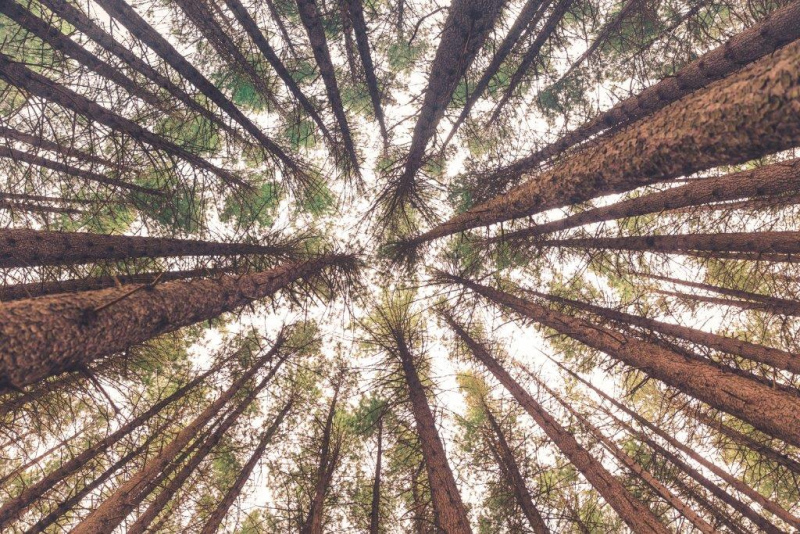 1ª Conferência GESTÃO FLORESTAL, TERRITÓRIO E RISCOS NATURAIS  27 de Fevereiro, 14h30, Auditório da Ordem dos Engenheiros