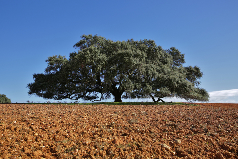 AZINHEIRA SECULAR DE MÉRTOLA  eleita Árvore Portuguesa 2019