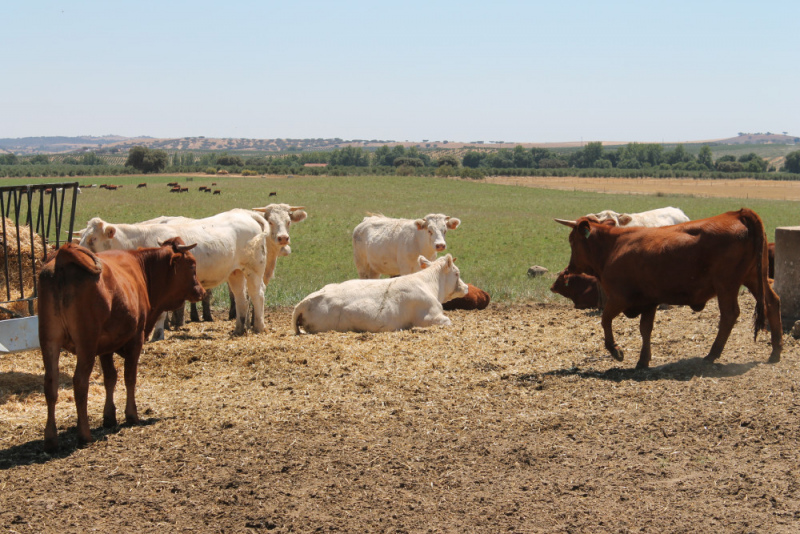 Informação recente do Ministério da Agricultura revela que, considerando os efeitos da seca e dos incêndios na atividade agrícola, foi decidido isentar de penalizações os agricultores que na campanha de 2018, por razões relacionadas com a seca não tenham cumprido integralmente as regras de condicionalidade relativas à norma da cobertura da parcela durante o período outono-invernal.&nbsp;

Esta situação terá igual tratamento ao adotado na campanha anterior, considerando a excecionalidade da situação e a dificuldade da realização de sementeiras.

Relativamente ao cumprimento dos compromissos decorrentes de todas as Medidas Agroambientais, o ministro da Agricultura decidiu isentar de penalizações os agricultores que tenham visto o seu efetivo animal reduzido, na sequência da situação de seca que o país atravessa e dos incêndios que ocorreram em 2017, considerando-se que não houve quebra de compromissos.&nbsp;

Foi também anunciada a adaptação da legislação para efeitos da campanha de 2019, para que os agricultores afetados pela seca e pelos incêndios possam retomar os níveis iniciais de compromisso.

O ministro decidiu também requerer à Comissão Europeia autorização para que os agricultores possam utilizar as áreas interditas no âmbito do Greening para pastoreio, tendo em vista a minimização da escassez de alimentação animal, sem que sejam prejudicados nos apoios diretos.


	



	
