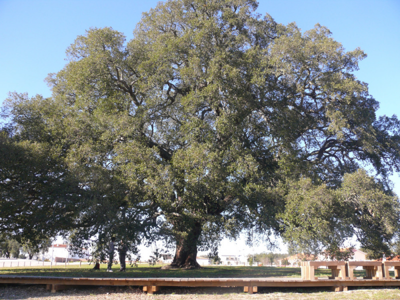 Situado em Águas de Moura, no Alentejo, onde foi plantado no Chaparral do Mendonça em 1783, o Sobreiro Assobiador (pelos muitos pássaros que acolhe nos ramos) é considerado o maior sobreiro do mundo e pode ser visitado seguindo as coordenadas GPS: 38º35’20.010”N, 8º41’47.440”W

É esta árvore espantosa que, pela mão da UNAC (União da Floresta Mediterrânica), representa Portugal no concurso europeu que elege a Árvore do Ano 2018.&nbsp;

Tem quase 21 metros de altura e um perímetro de 5,24 metros na base. A copa tem um diâmetro com cerca de 29 metros e, dizem as gentes da região, que dá sorte aos noivos casarem sob os seus ramos.&nbsp;

Foi descortiçado a primeira vez aos 37 anos e, até hoje, já deu cortiça mais de 20 vezes. Em 1991 produziu 1200 quilos de cortiça.&nbsp;

Para além da sua excecional produtividade é também uma referência na manutenção do ecossistema e no combate ao aquecimento global.

A iniciativa europeia «Tree of the Year» já se realiza há 8 anos e é da responsabilidade da EPA (Environmental Partnership Assotiation) uma associação fundada por seis países: &nbsp;Bulgária, Eslováquia, Hungria, Polónia, República Checa e Roménia, com o objetivo de proteger o ambiente e capacitar as comunidades locais.

No dia 21 de março, Dia da Floresta, saberemos qual das 13 finalistas será eleita Árvore do Ano 2018. &nbsp;


	
