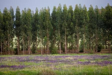 CAP assina MANIFESTO POR UMA FLORESTA NÃO DISCRIMINADA