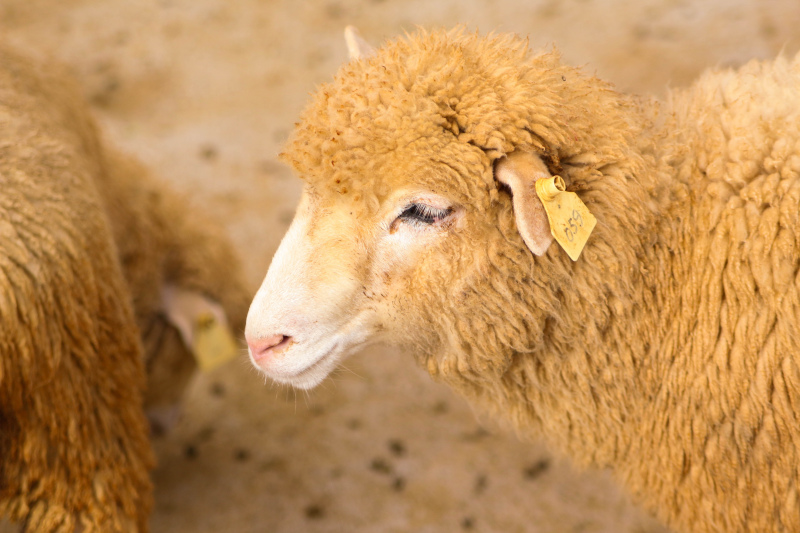 CAP alerta para PRÉMIO ANIMAIS 2019