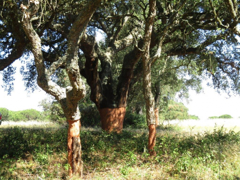 2ª Conferência GESTÃO FLORESTAL, TERRITÓRIO E RISCOS NATURAIS, dia 17 de Abril, em Grândola, com a presença do Presidente da República (actualização)