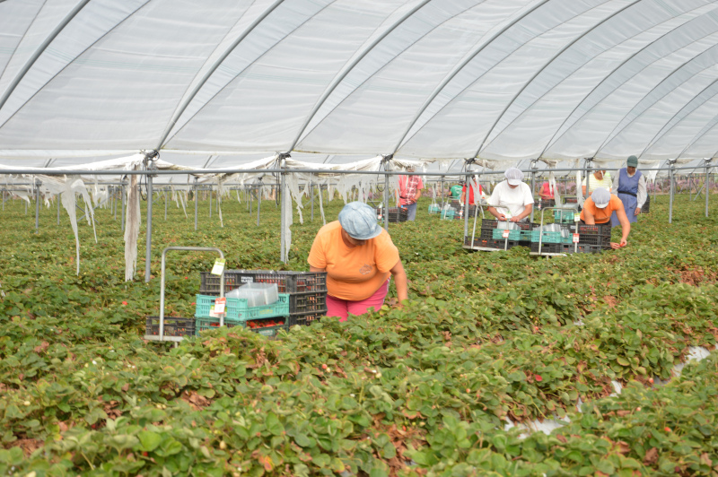 TRABALHADORES ESTRANGEIROS Sessão de Esclarecimento no 5 de Fevereiro, 10h, em Ferreira do Alentejo