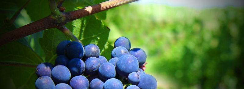 ADVID promove Reflexão sobre Viticultura no  Seminário: Variedades Resistentes, Alternativas aos Fungicidas?