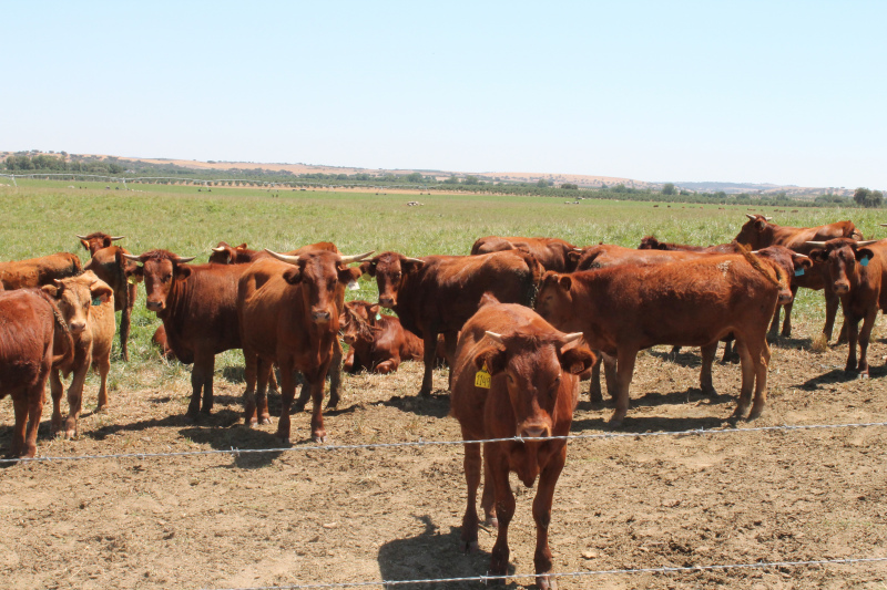 A Confederação dos Agricultores de Portugal vem manifestar surpresa e oposição relativamente às intenções do ministro do Ambiente, no âmbito do Roteiro para a Neutralidade Carbónica (RNC 2050), a propósito de uma redução da produção nacional de bovinos entre 25% e 50%.

Para a CAP, esta posição demonstra falta de conhecimento da realidade da agricultura portuguesa e só pode constituir uma intenção isolada do ministério do ambiente no conjunto do governo.

Com efeito, a produção de bovinos em Portugal é sobretudo efetuada em regime extensivo, com uma contribuição para os gases com efeito de estufa substancialmente inferior à dos sistemas de produção intensivos praticados em outros países. Inclusivamente as pastagens biodiversas existentes no nosso país contribuem precisamente para a fixação do carbono da atmosfera.

Por outro lado, existe há mais de 30 anos uma política europeia de preservação das raças autóctones, as quais correspondem a um importante património genético da produção de bovinos em Portugal.

Acresce que uma redução da produção de bovinos teria um impacto muito significativo na produção de derivados de leite, queijo, iogurtes, entre outros produtos, os quais iriam também aumentar as importações nacionais e comprometer o nosso crescimento económico.

Para além de tudo isto, é naturalmente questionável, do ponto de vista ambiental, que cada país deixe de produzir o que em seguida irá importar de outros países, com uma pegada ecológica provavelmente superior. No caso da carne em concreto, os grandes produtores mundiais são o Brasil e a Argentina, o que implica um custo e uma pegada ecológica muito considerável só no que concerne ao transporte.

Esta posição do Ministério do Ambiente constitui uma posição desenquadrada quer da Política Agrícola Comum quer do que têm sido os objetivos gerais do governo em relação à agricultura e à economia de uma forma geral, contribuindo ainda para agravar a situação de despovoamento do interior do país.

Na realidade, as intenções agora manifestadas pelo ministro do Ambiente relativamente à produção de bovinos em nada contribuem para a redução da pegada ecológica global e muito pouco para a nacional, além de terem impactos económicos negativos muito relevantes quer para a agricultura quer para o próprio país.


	


Lisboa, 4 de Dezembro de 2018